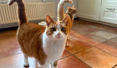 Alles wat je moet weten over jouw kat en de vogelgriep