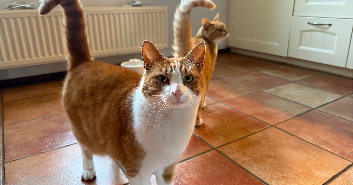 Alles wat je moet weten over jouw kat en de vogelgriep