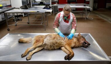 Utrechtse patholoog onderzoekt doodgeschoten wolf nauwkeurig