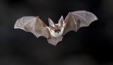 Wespen, wolven en een gigantische meerval: veel dierennieuws in 2025 - L1 Nieuws