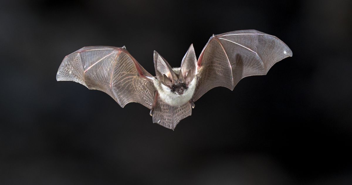 Wespen, wolven en een gigantische meerval: veel dierennieuws in 2025 - L1 Nieuws