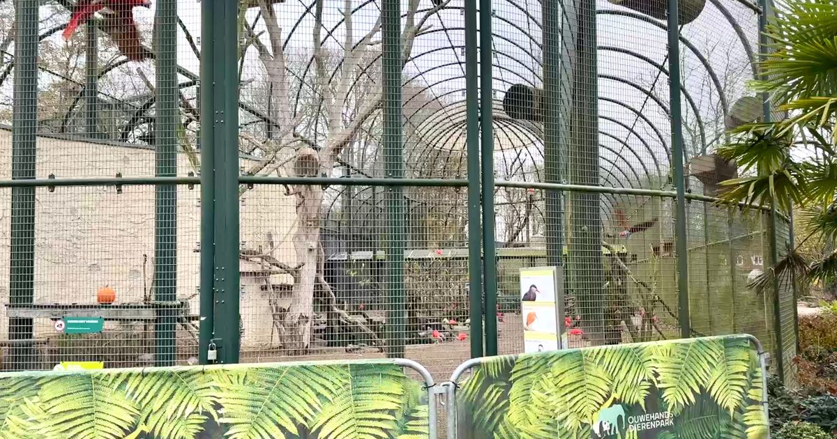 Dierentuinen en kinderboerderijen nemen maatregelen tegen vogelgriep - RTV Utrecht