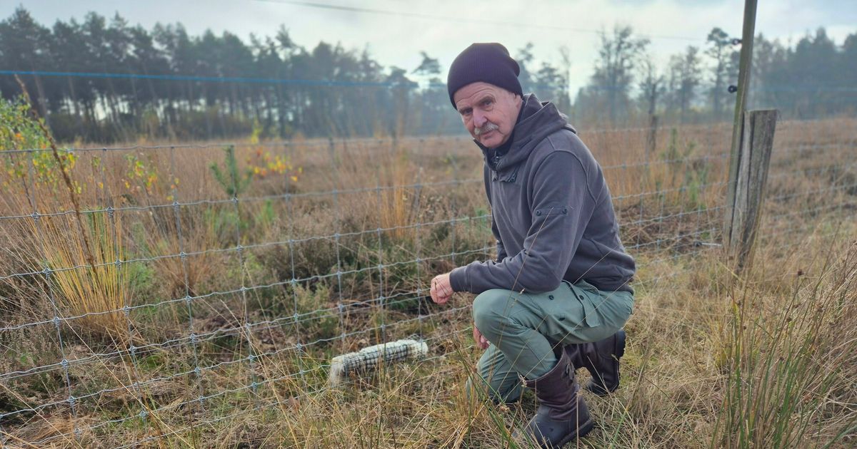 Zoektocht naar waterdicht wolfwerend hek met geur, geluid en een tik op de neus