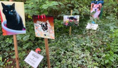 'Het klinkt gek, maar mijn huisdier voelt als een kind'