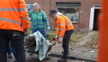 Het varken was te zwaar voor de dierenambulance (foto: Persbureau Heitink).