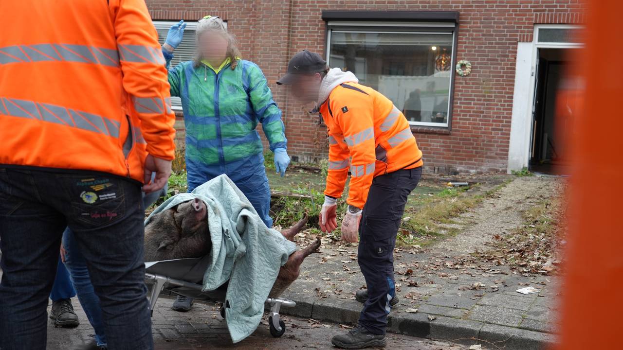 Het varken was te zwaar voor de dierenambulance (foto: Persbureau Heitink).