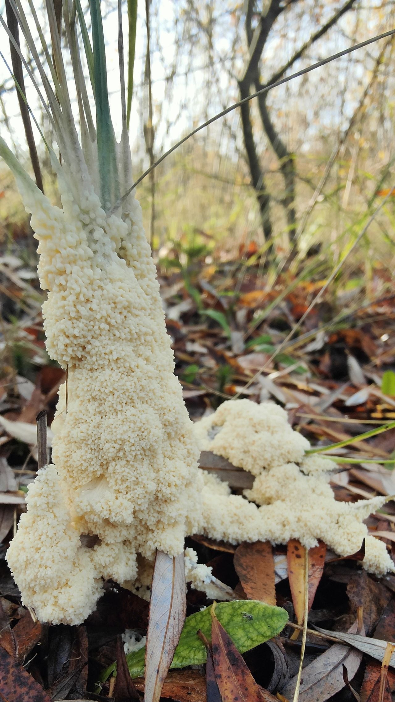 Groot kalkschuim (foto: Rob van Zwol).