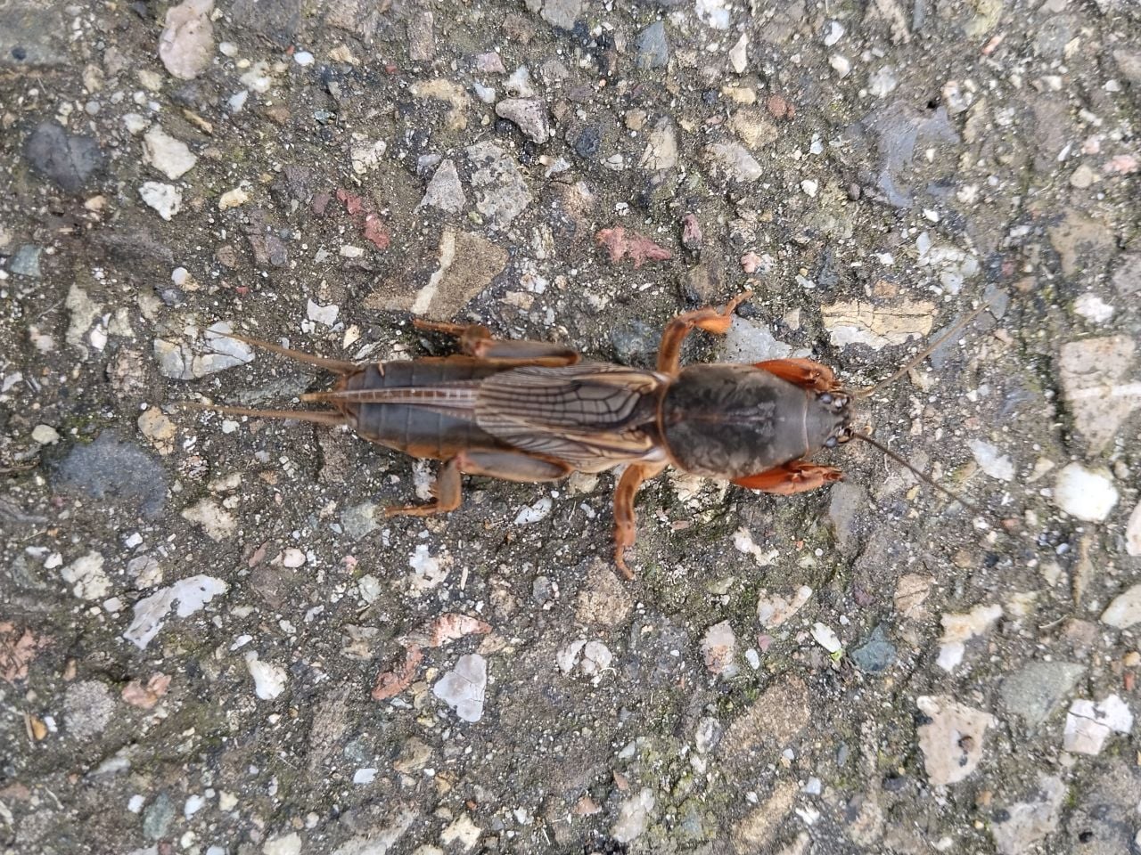 Een veenmol (foto: Ingeborg Ravensbergen).