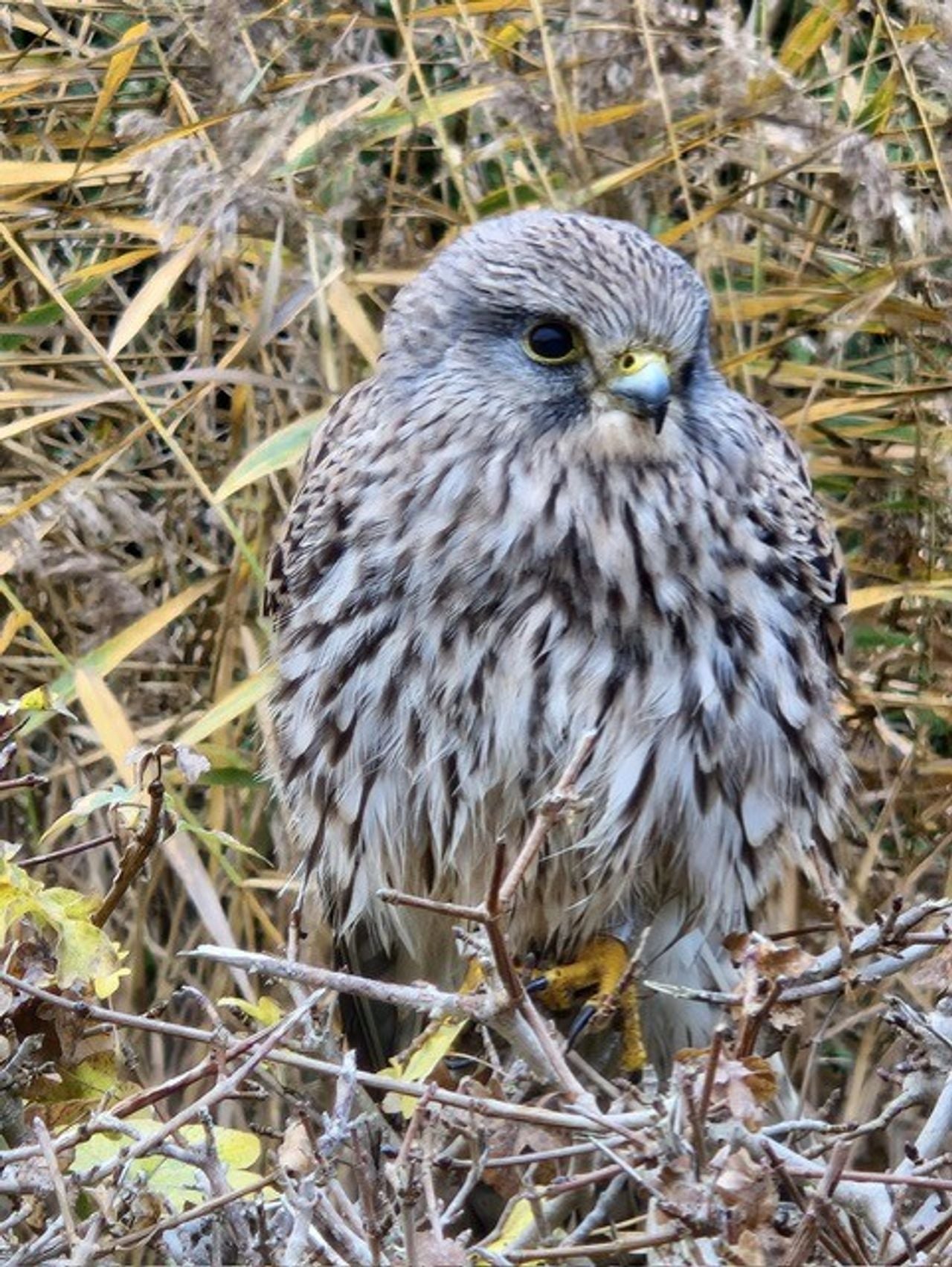 Een jonge torenvalk (foto: Marcel Heijnen).