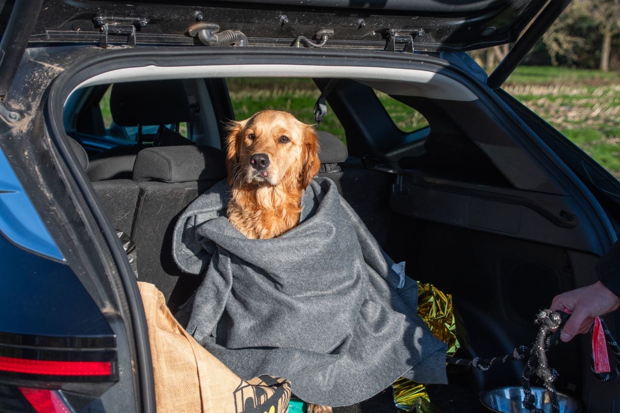 De hond warmt op met een dekentje (foto: Justin Egberts/Egberts Media).