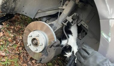 Nadat het wiel van de wagen was gehaald, kon de kat bevrijd worden. (Foto: Brandweer Geffen.)