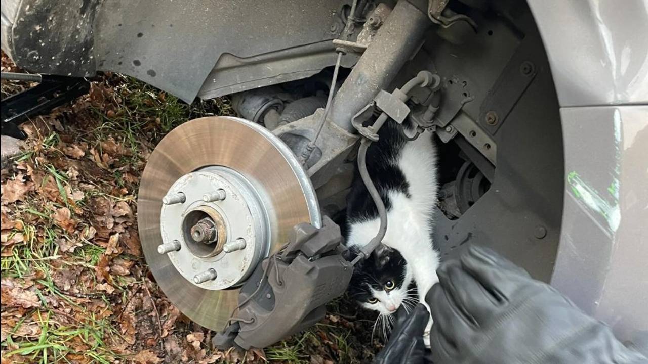 Nadat het wiel van de wagen was gehaald, kon de kat bevrijd worden. (Foto: Brandweer Geffen.)