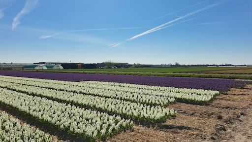 Hoe vliegtuigstrepen de aarde extra opwarmen: 'verdubbeling van opwarmend effect'