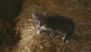 De kittens leefden op een geitenboerderij (foto ter illustratie)