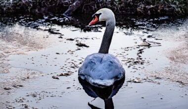 Vogelgriep grijpt om zich heen: 'Vogels vallen gewoon uit de lucht' - Omroep West