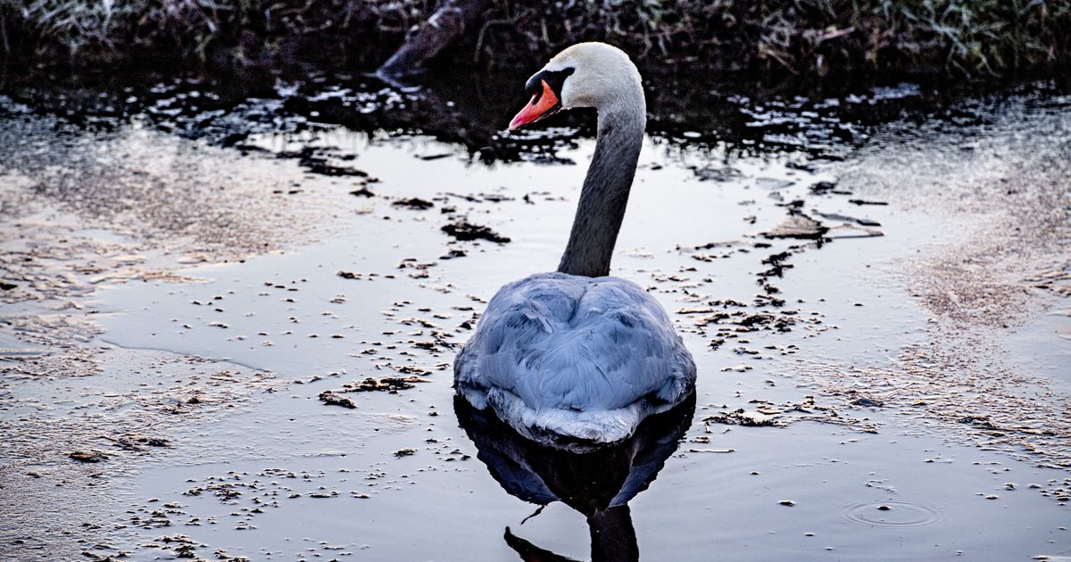 Vogelgriep grijpt om zich heen: 'Vogels vallen gewoon uit de lucht' - Omroep West