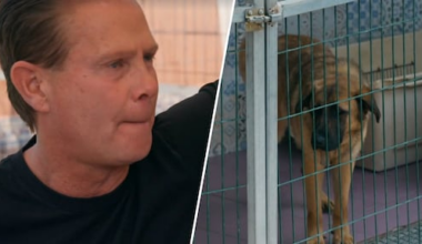 Danny de Munk in tranen bij bezoek aan hondenasiel in Frans & Mariska: Stellen op de Proef : 'Trek dit heel slecht'