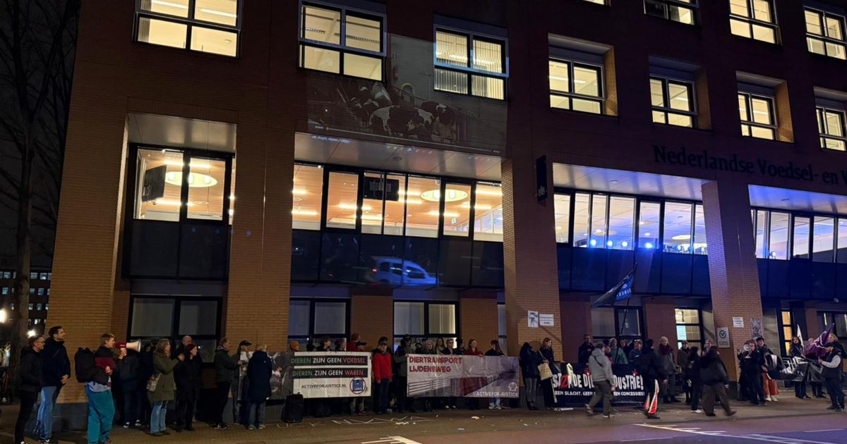 Dierenleed geprojecteerd op pand toezichthouder in Utrecht, tientallen betogers - RTV Utrecht
