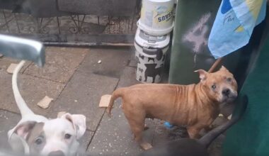 'Ik heb smetvrees', zegt Ina (62), maar in haar huis ruikt het overal naar poep en pies