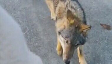 Wolf loopt wandelaars achterna op Dwingelderveld, provincie spreekt van 'probleemsituatie'