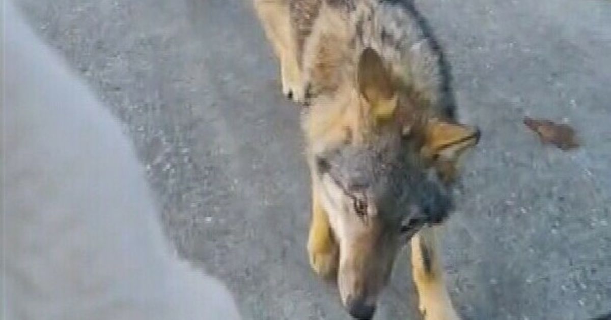 Wolf loopt wandelaars achterna op Dwingelderveld, provincie spreekt van 'probleemsituatie'