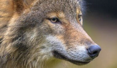 Drentse wolf maakte eerder slachtoffers in Friesland: dit is GW4890m