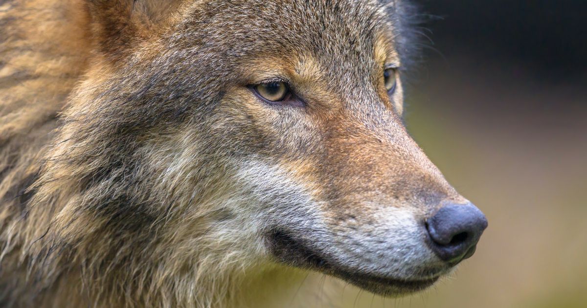 Drentse wolf maakte eerder slachtoffers in Friesland: dit is GW4890m