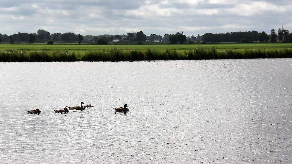 De herkomst van stikstof in het oppervlaktewater volgens het Compendium voor de Leefomgeving en Wageningen UR. Let op: de grafieken laten de verschillen goed zien, maar zijn niet 100% vergelijkbaar omdat er gerekend is met iets andere uitgangspunten (peri