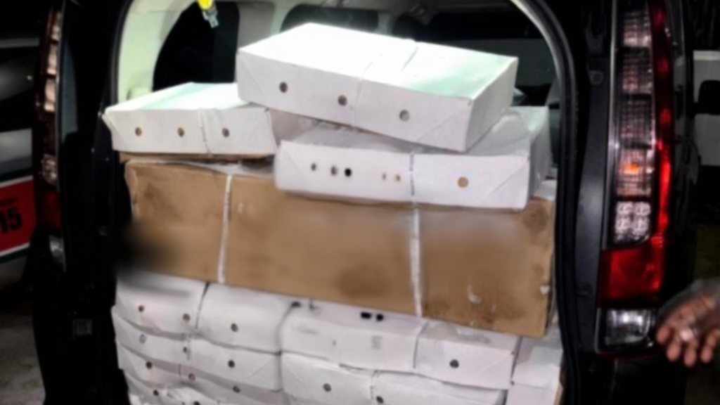 twee mannen en vrouw in de kraag gevat