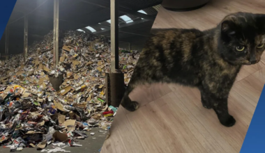 Onverwachte gast in papierloods: vermiste kat Marley teruggevonden