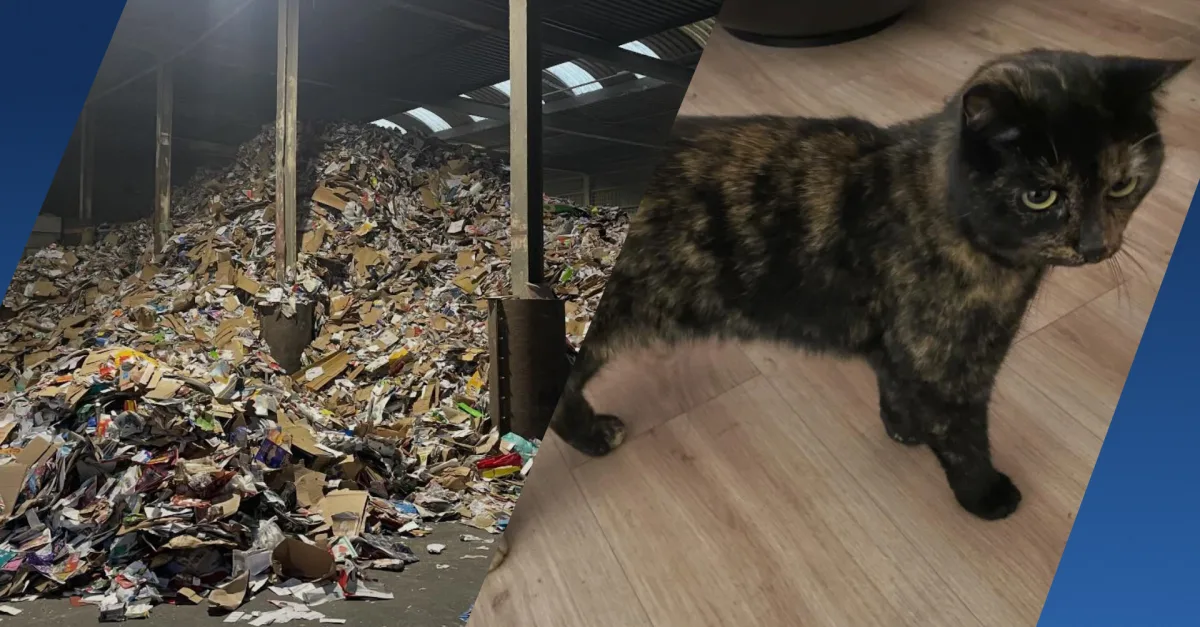 Onverwachte gast in papierloods: vermiste kat Marley teruggevonden