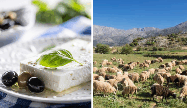 Schapen en geiten geruimd uit vrees voor ziekte in Griekenland: productie fetakaas mogelijk bedreigd