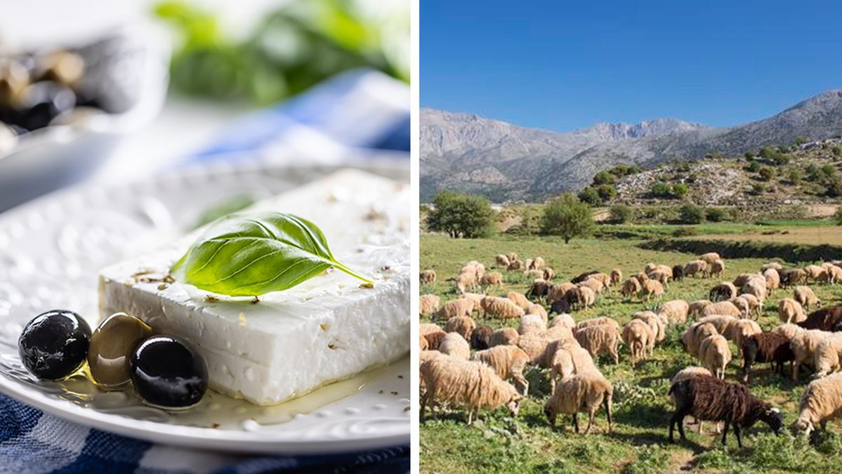 Schapen en geiten geruimd uit vrees voor ziekte in Griekenland: productie fetakaas mogelijk bedreigd