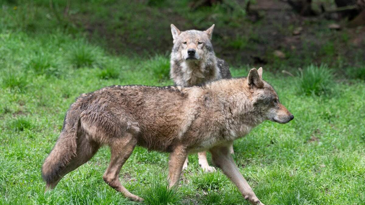 Beeld ter illustratie