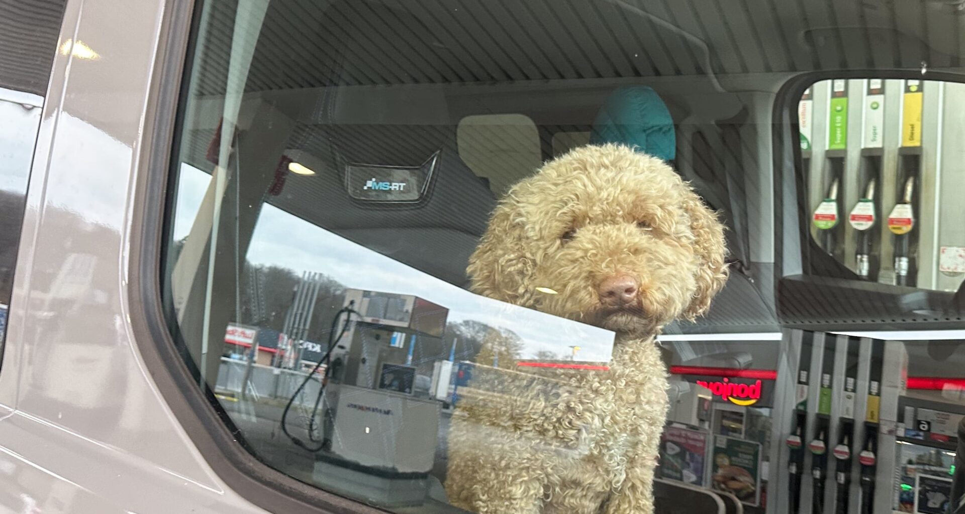 politie redt hond terwijl baasje aan het skiën is