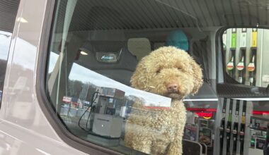 politie redt hond terwijl baasje aan het skiën is