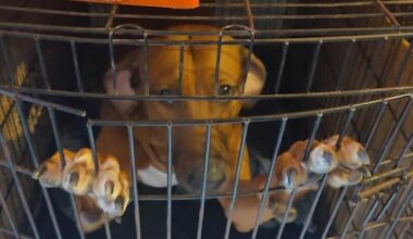 Inspecteurs bedreigd tijdens redden van 84 honden bij nalatige verzorger