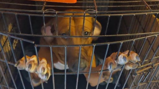 Inspecteurs bedreigd tijdens redden van 84 honden bij nalatige verzorger