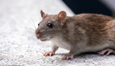 Honderden Nederlanders bestellen verboden rattengif in het buitenland, ILT grijpt in