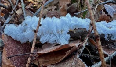 Wandelaars stuiten op bijzonder ijshaar in het bos: 'Moment vol ontroering'