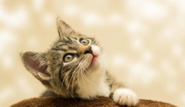 Katteneigenaren opgelet! Kittens dood door vogelgriep op geitenboerderij