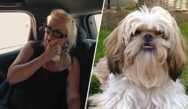 Hond Sascha ontsnapt aan de dood in De Hanslers: 'Dit kan niet meer'