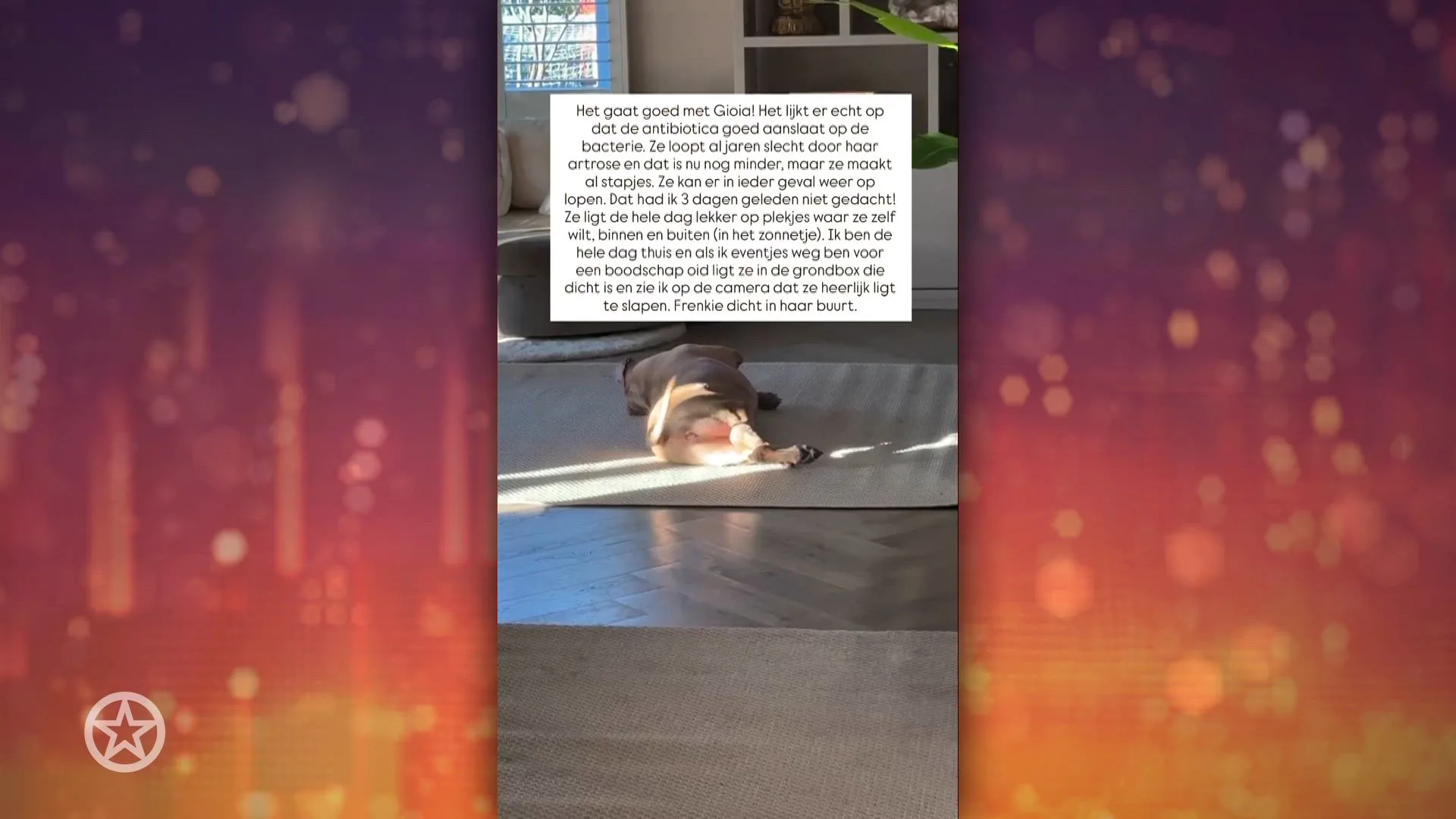 Monique Westenberg geeft positieve update na kritieke toestand hond