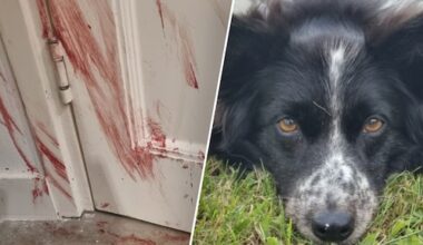 Hond Meghan zó in paniek door vuurwerk, dat ze haar nagels tot bloedens toe kapot krabt