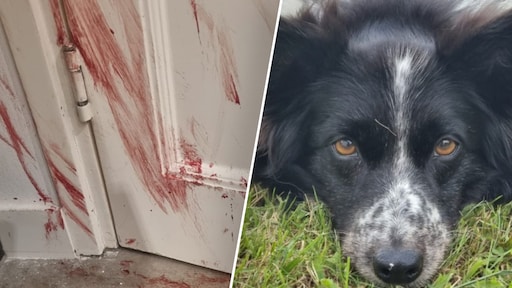 Hond Meghan zó in paniek door vuurwerk, dat ze haar nagels tot bloedens toe kapot krabt