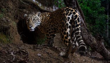 de indrukwekkendste dierenfoto’s van 2025