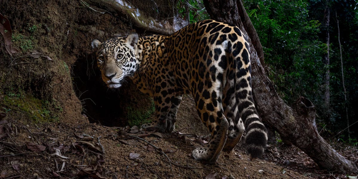 de indrukwekkendste dierenfoto’s van 2025