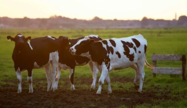 BZV-ster kondigt vrolijk babynieuws aan: 'Mag iets leuks vertellen'