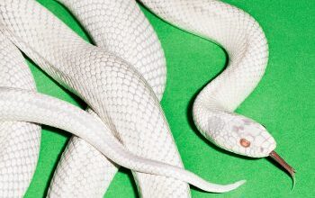 Deftones – Private Music | Zware Metalen