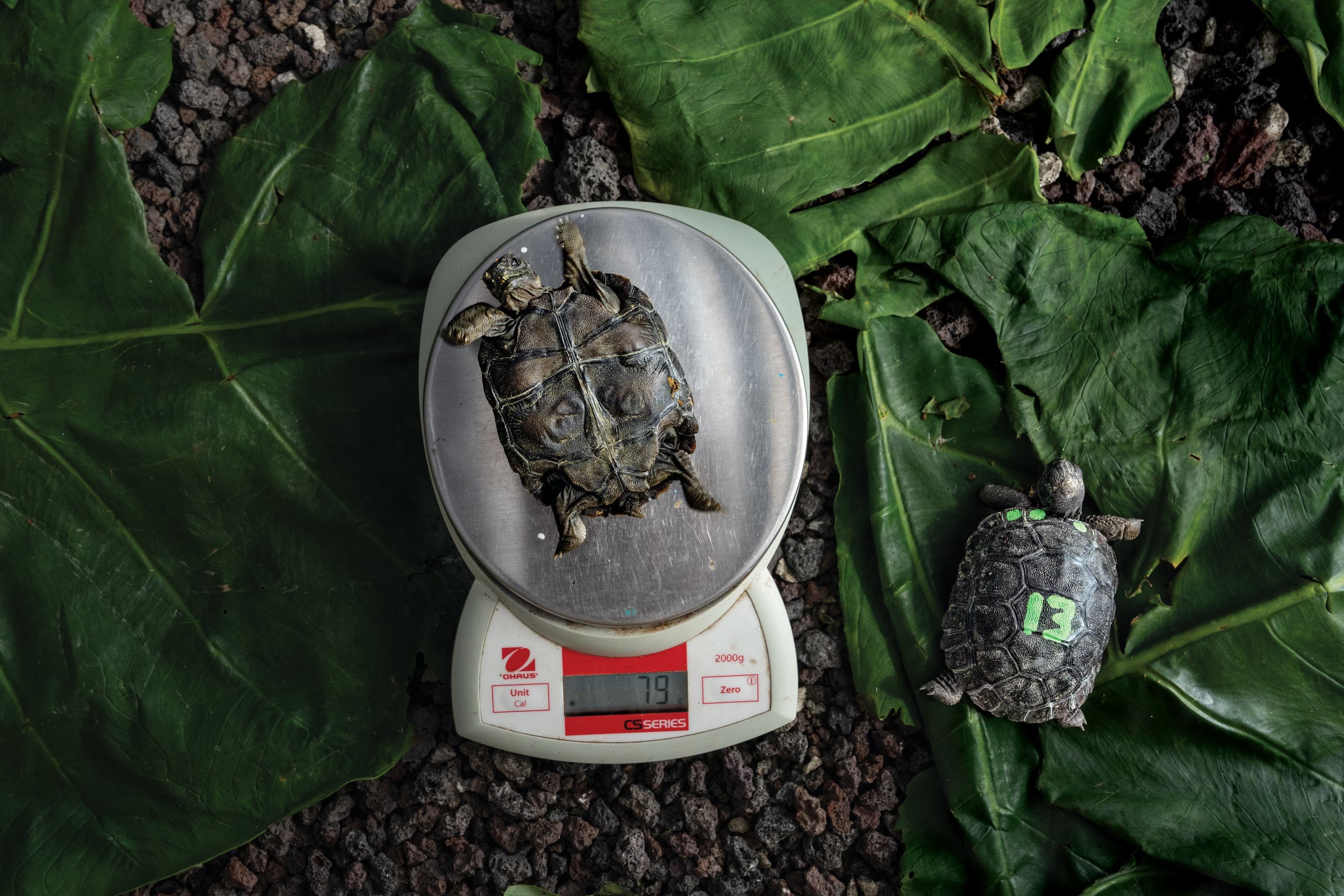 jonge galapagosreuzenschildpad in een kweekprogramma, verzorgd door onderzoekers